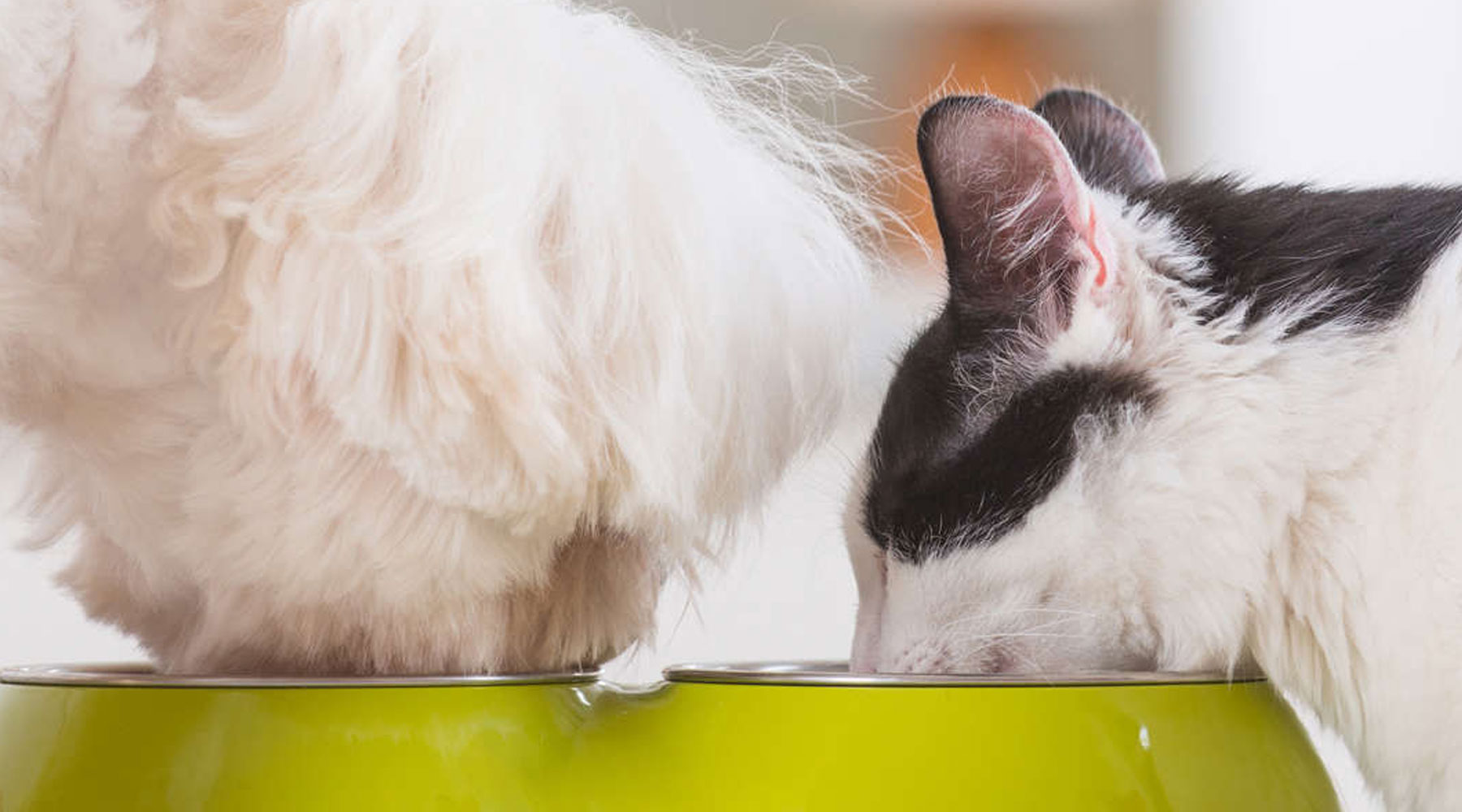 A cat and a dog eating from a food bowl together.