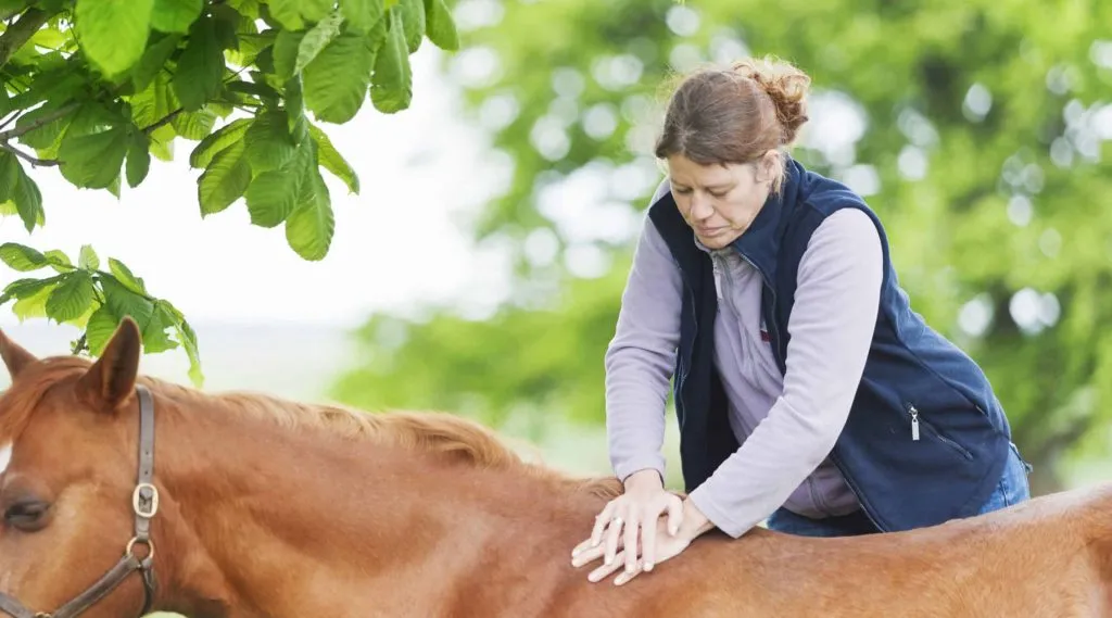 PEMF and Animal Chiropractic Female chiropractor treating horse outdoors.