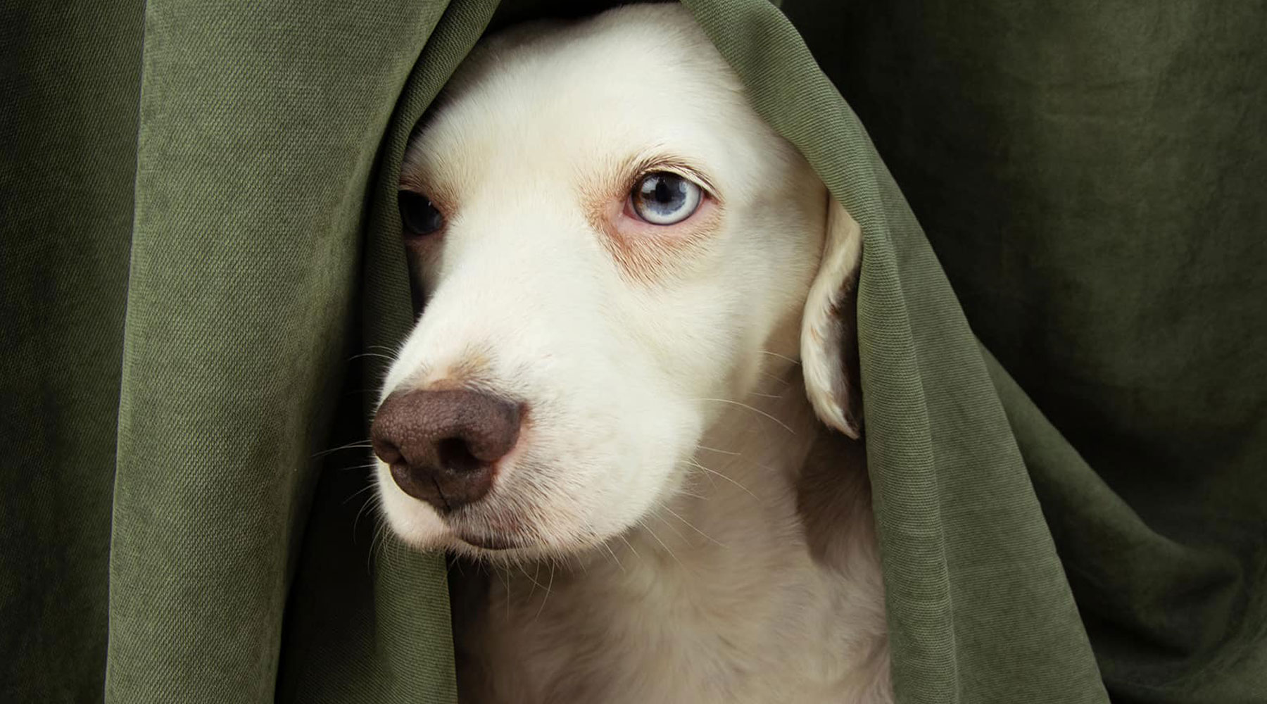 A white dog peeks out from under a green blanket, revealing its curious and adorable nature.