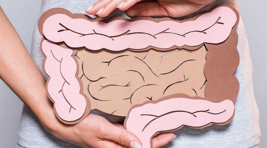 Hands of a lady holding a cutout digestive system