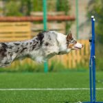 Australian shepherd leaping energetically with a joyful expression.