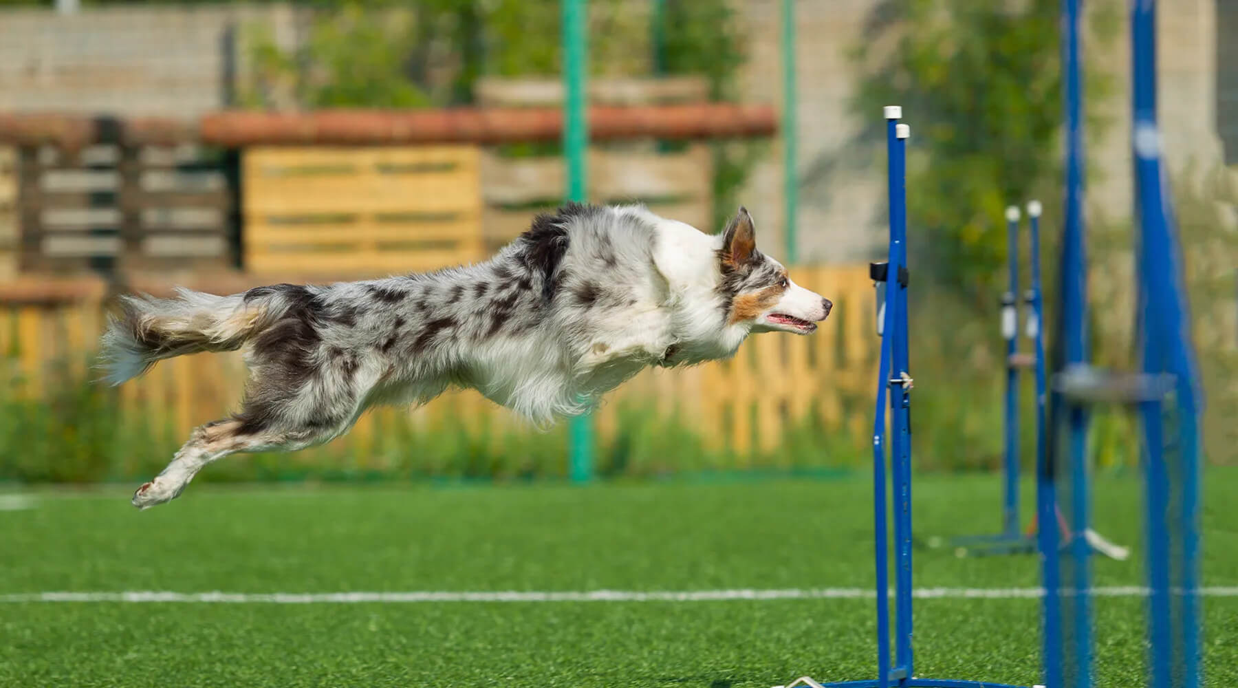 Australian shepherd leaping energetically with a joyful expression.