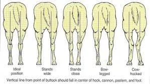 Hind leg conformation