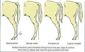 Hind leg conformation