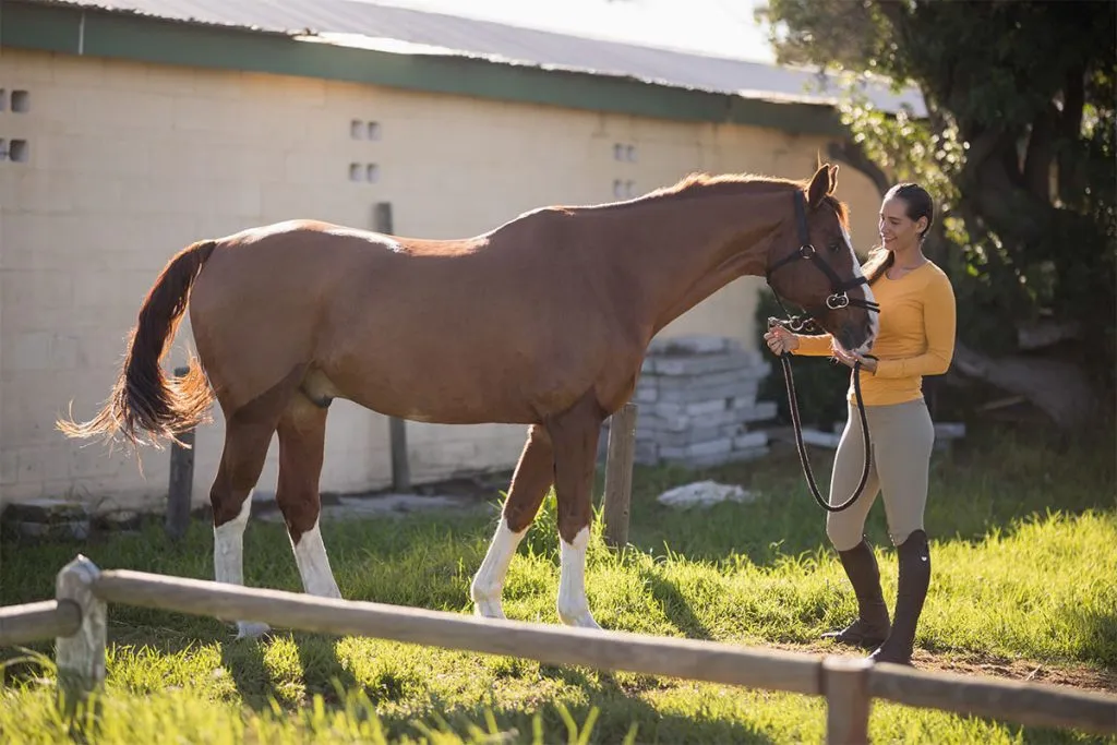 Woman standing next to horse in stable.
