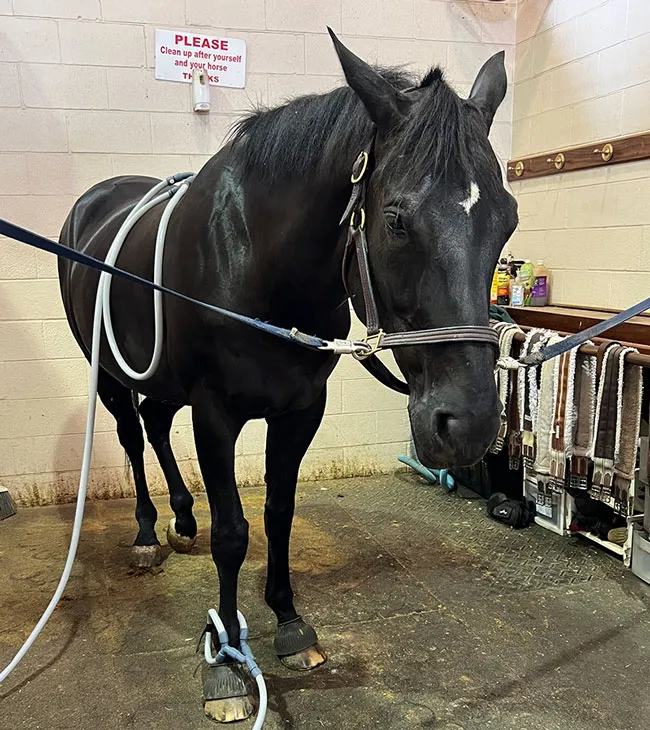 A horse with a PEMF loop attached