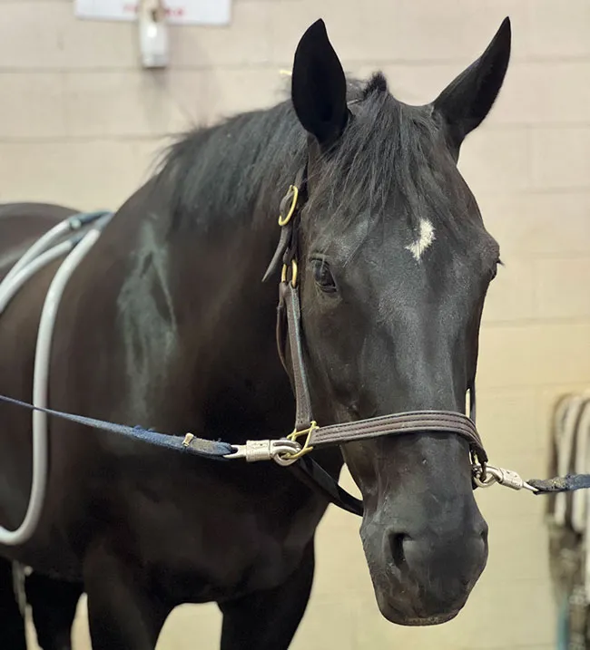 A horse with a PEMF loop attached