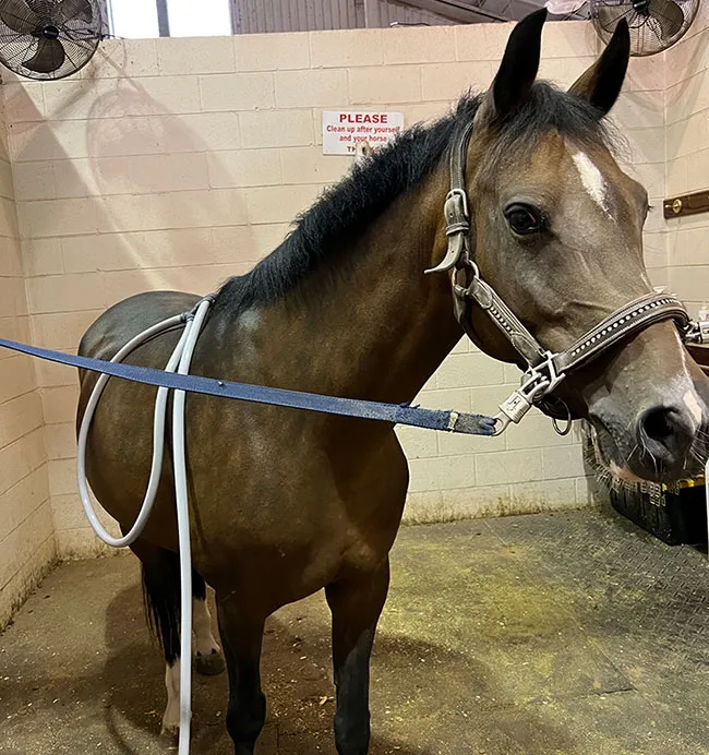A horse with a PEMF loop attached