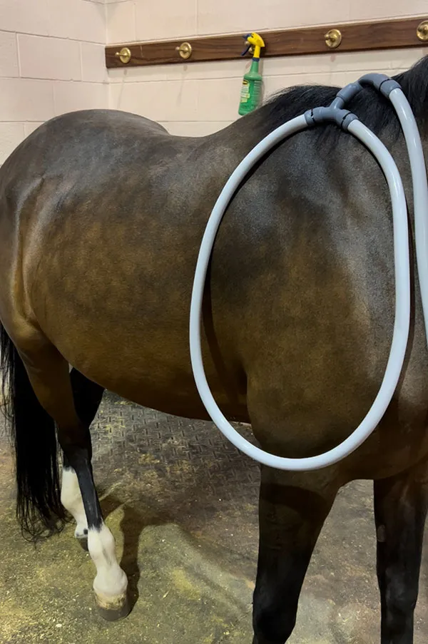A horse with a PEMF loop attached