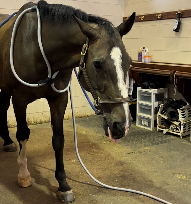 A horse with a PEMF loop attached