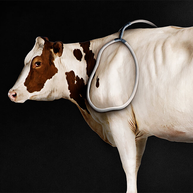 An image of a cow in black background wearing a Pulse PEMF EQ X1 machine with animal loop for potential benefits like pain relief and improved well-being.