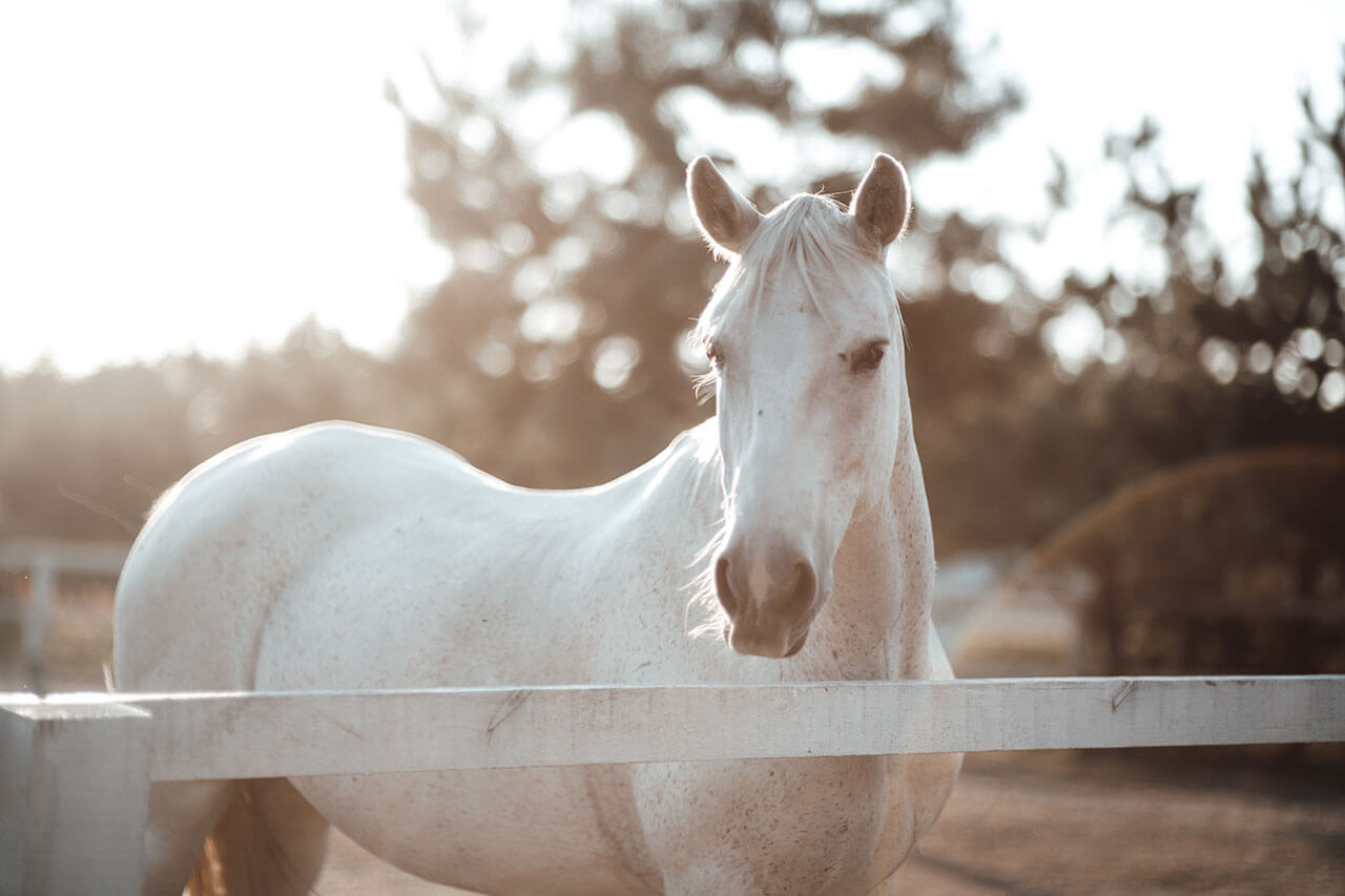 Pulse PEMF Equine Relaxation