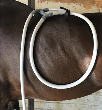 In image of the back of a horse with a Pulse PEMF animal loop