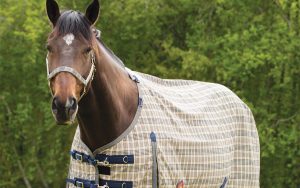 An image of a brown horse wearing a Pulse PEMF blanket