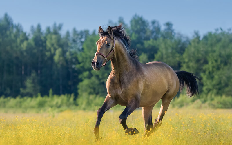 equine back