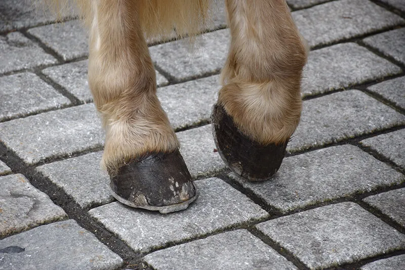 Hoof Health