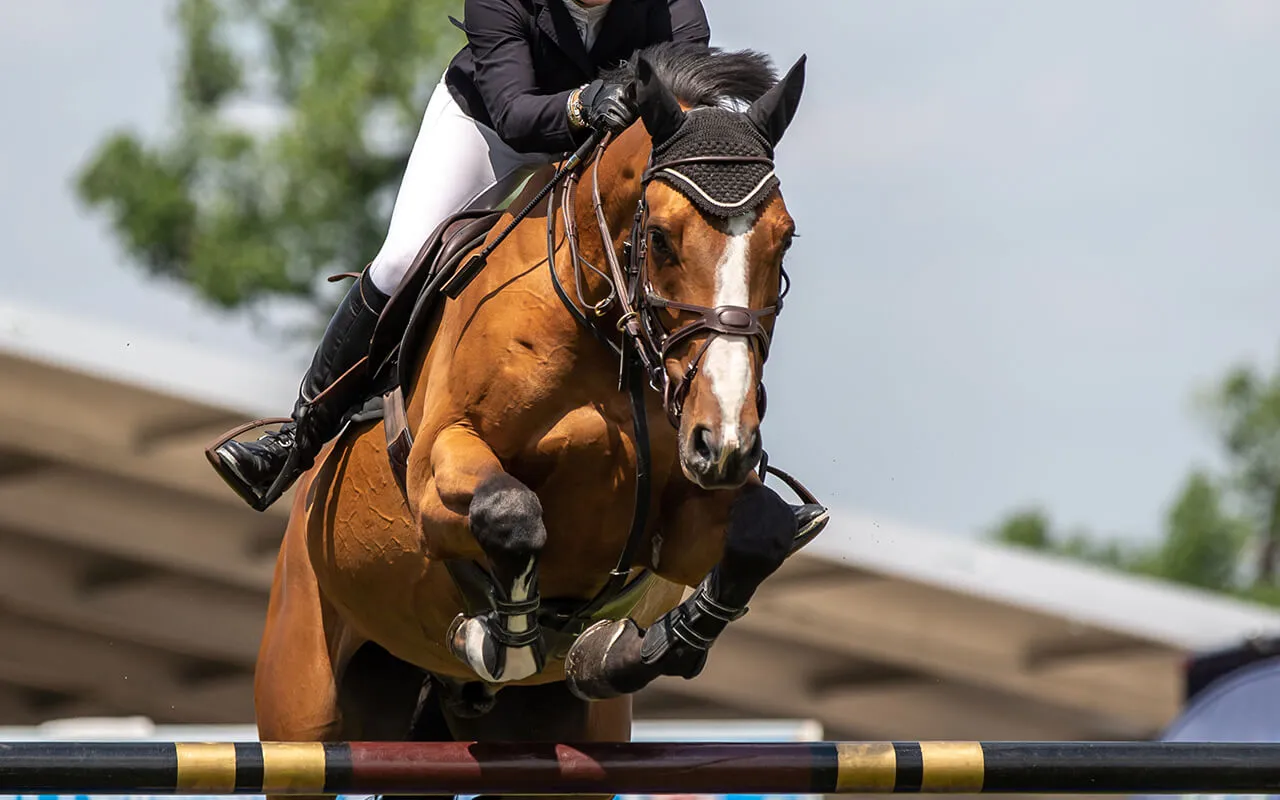 Exercise Physiology and PEMF for the Equine Athlete: A comprehensive guide to optimizing performance and recovery.