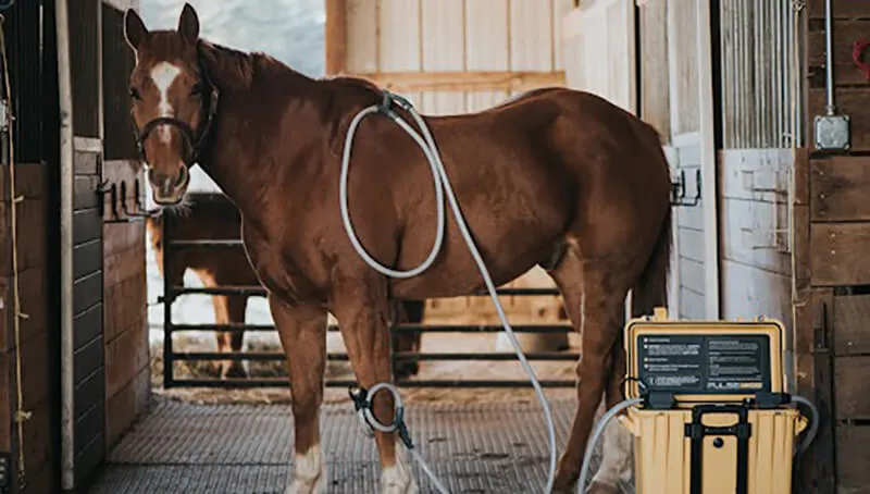 A brown horse wearing a PEMF animal loop