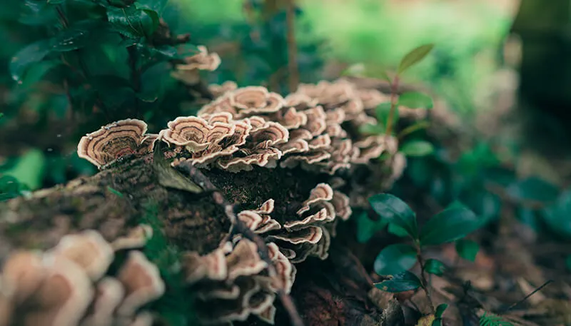 Mushrooms