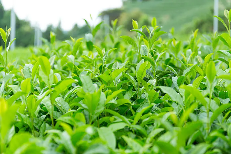 A field of green tea