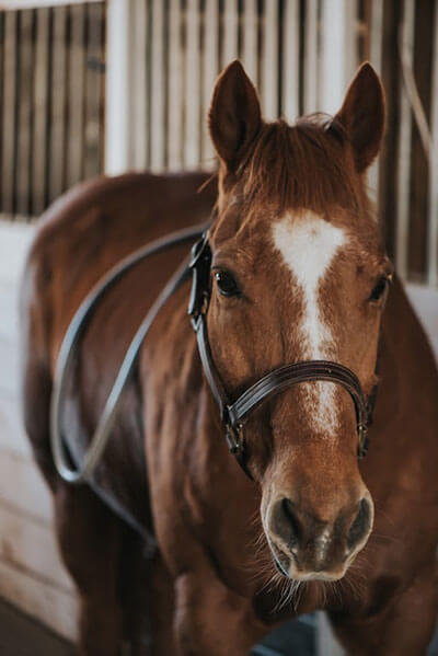 A horse with a PEMF loop attached