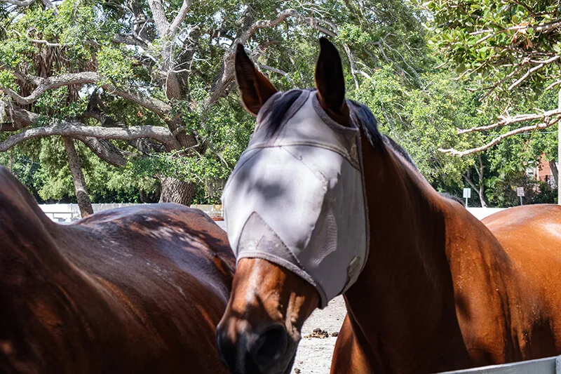 Hot Weather Horses