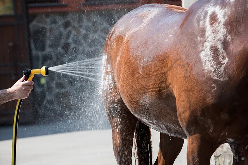 Hot Weather Horses