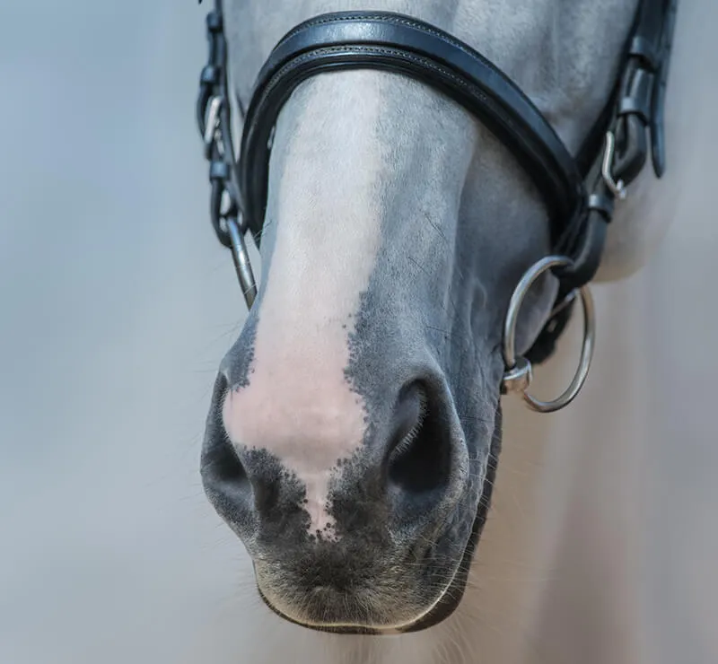 Hot Weather Horses