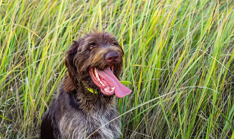 A dog with its tongue out, happily frolicking in tall grass.
