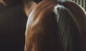 A close-up of a horse's tail, showcasing its beauty and elegance.