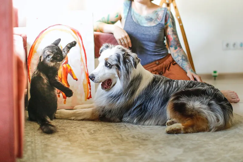 PEMF for pets