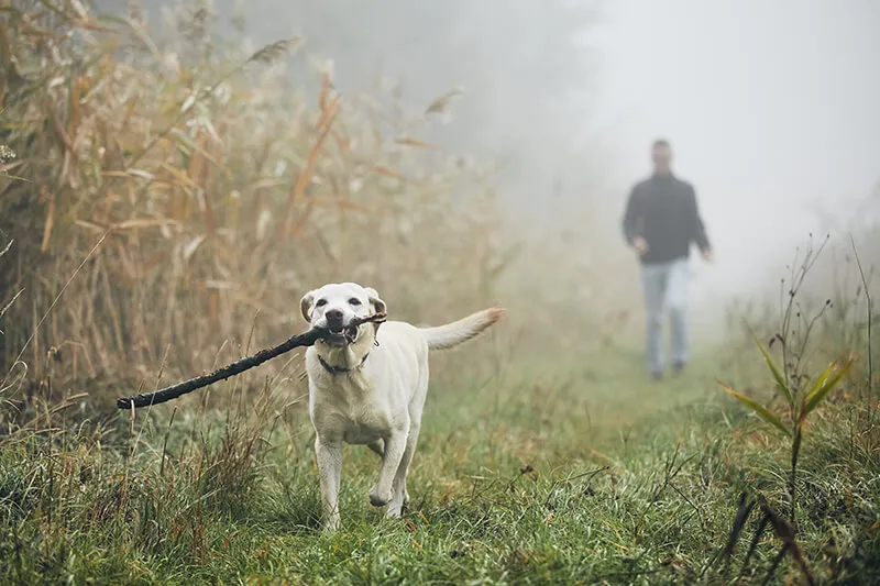 How Pets Impact Your Health PEMF for pets