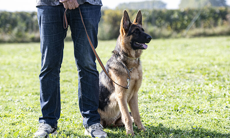 A man standing next to a German Shepherd dog