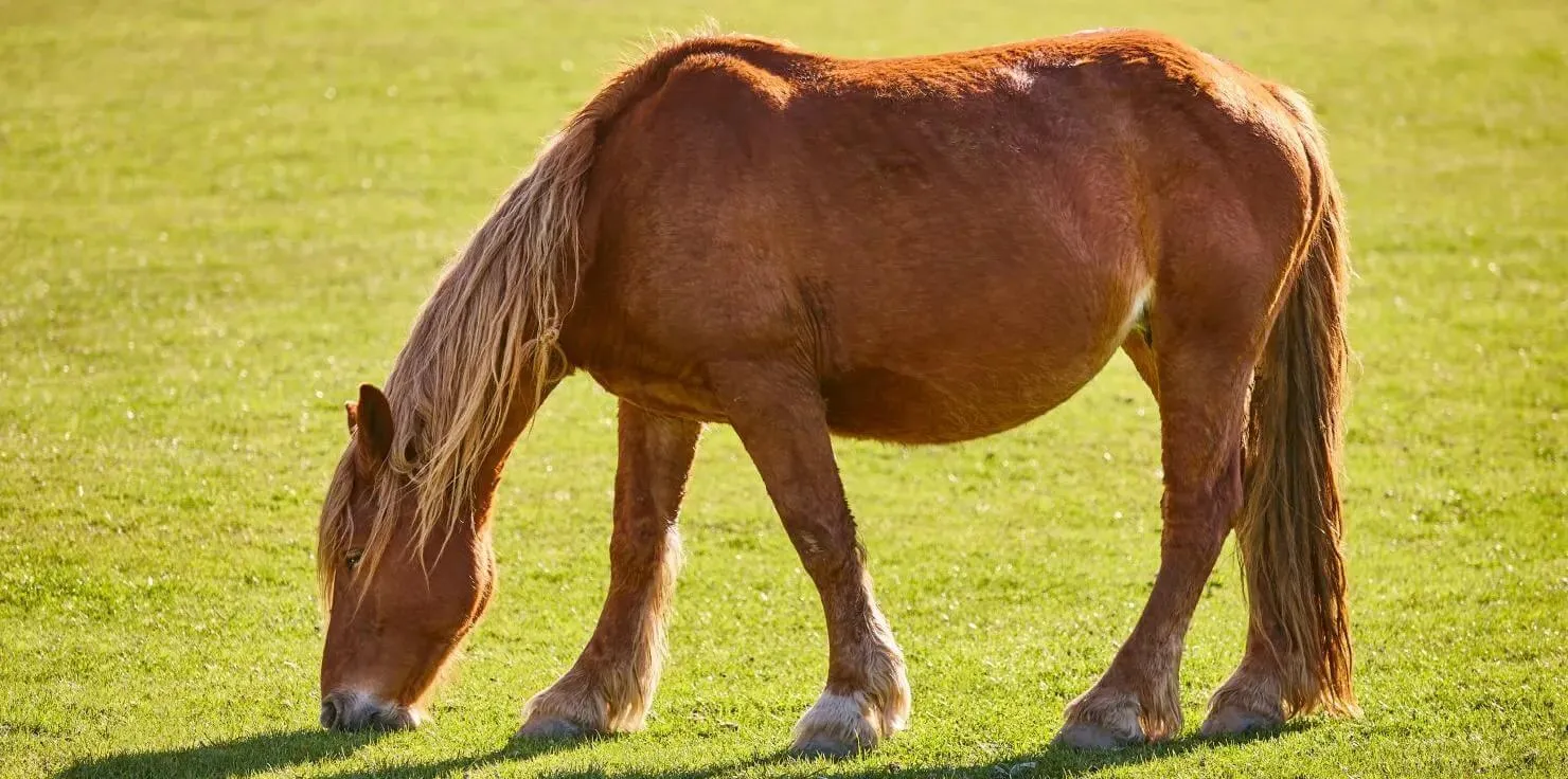 Is PEMF safe for horses