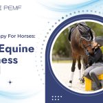 PEMF therapy for horses