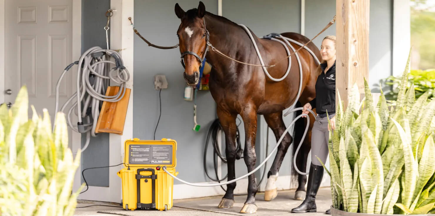 PEMF Therapy For Horses: New Equine Wellness Trend - Pulse PEMF