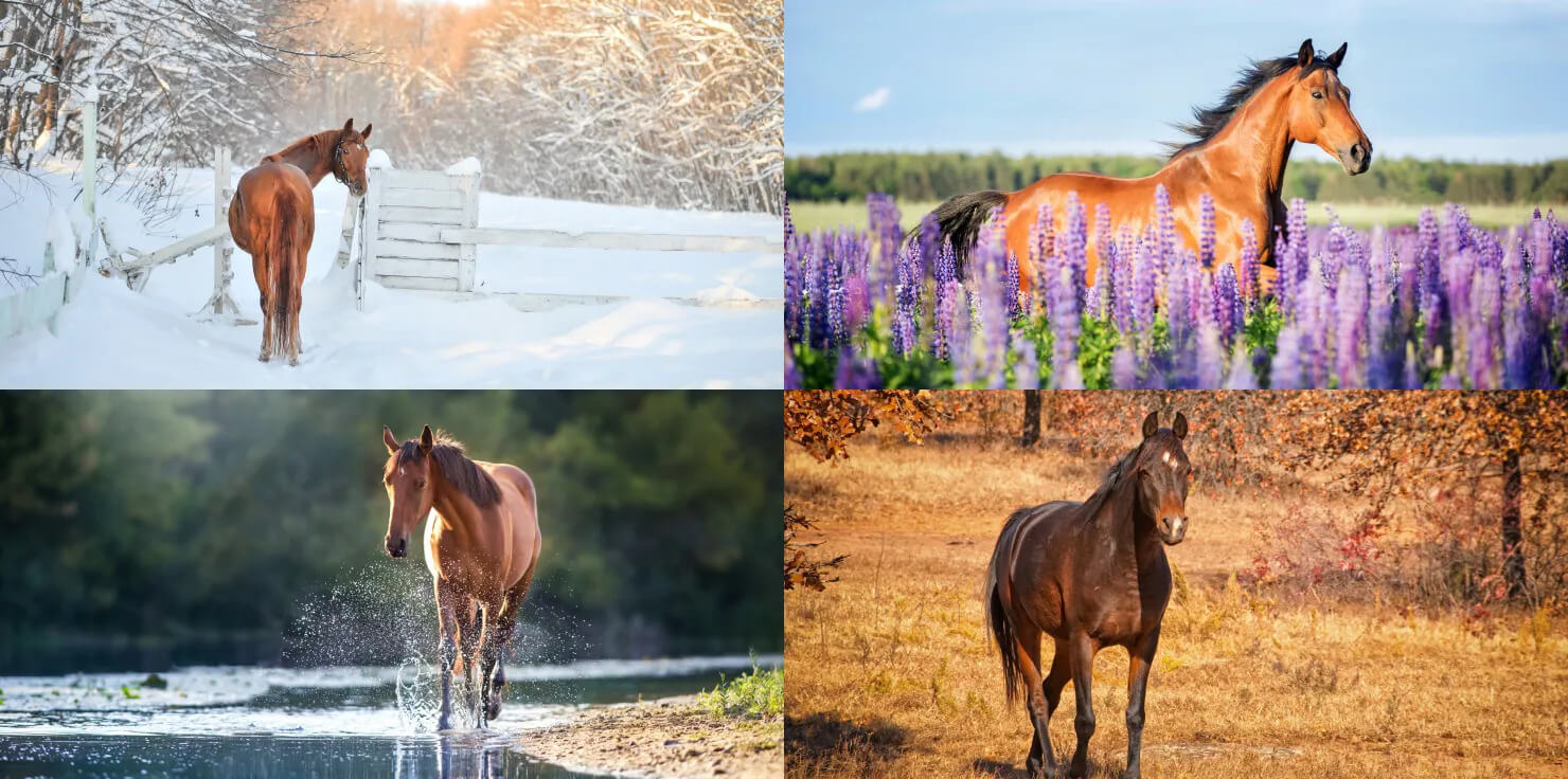 How to Optimize PEMF Therapy for Horses for Each Season