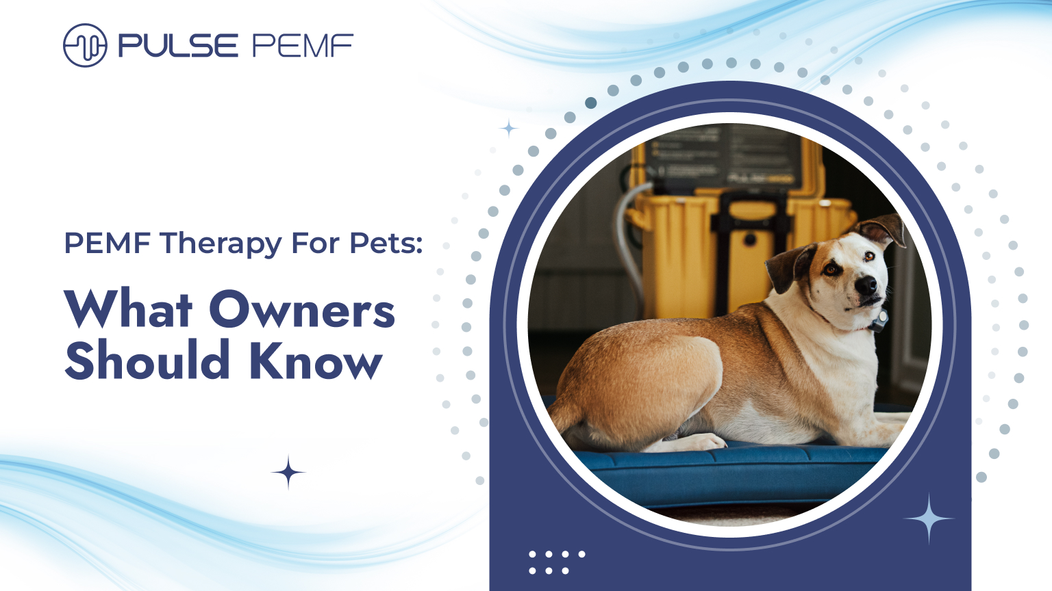 PEMF Therapy For Pets What Owners Should Know