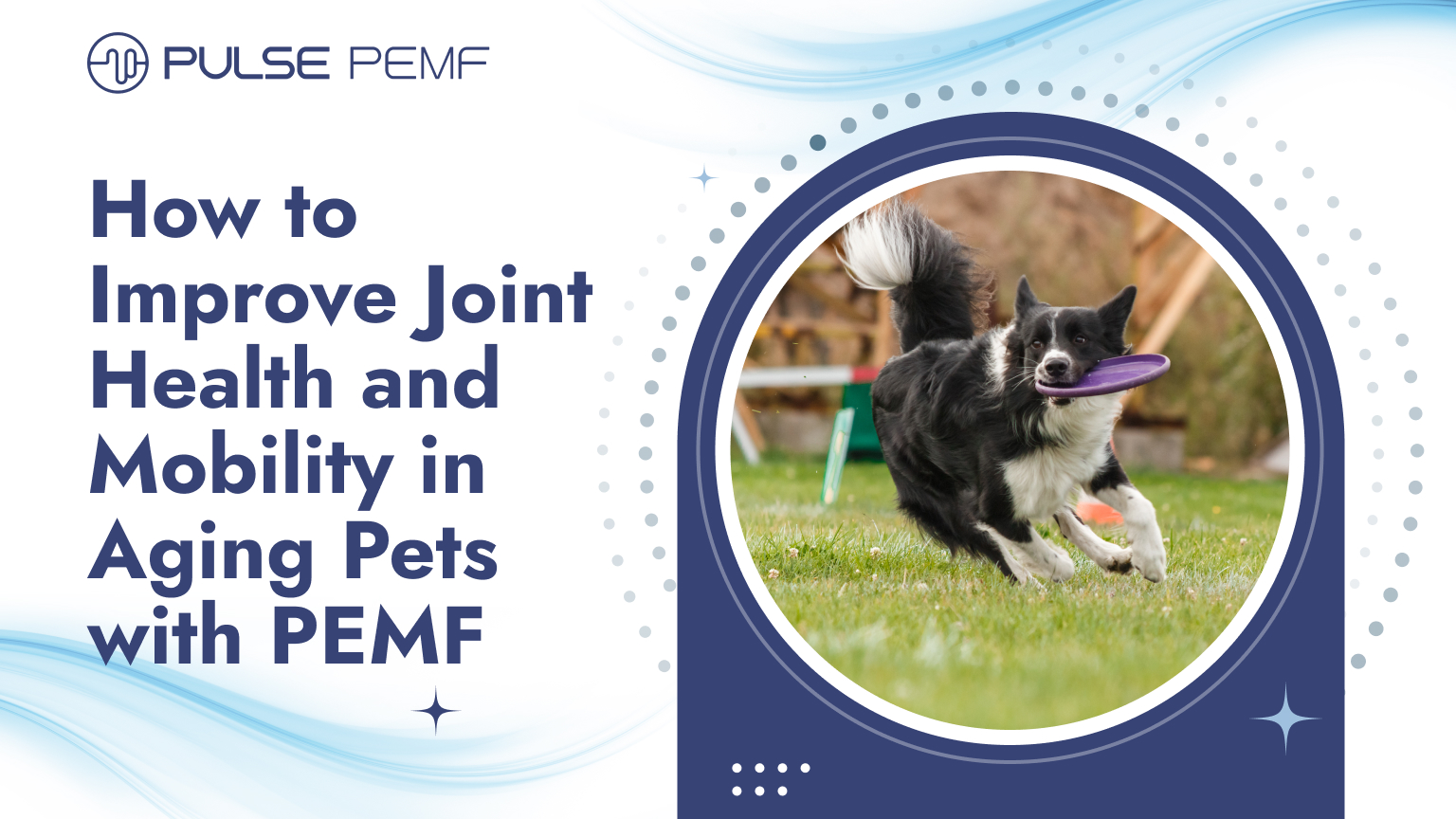 How to Improve Joint Health and Mobility in Aging Pets with PEMF