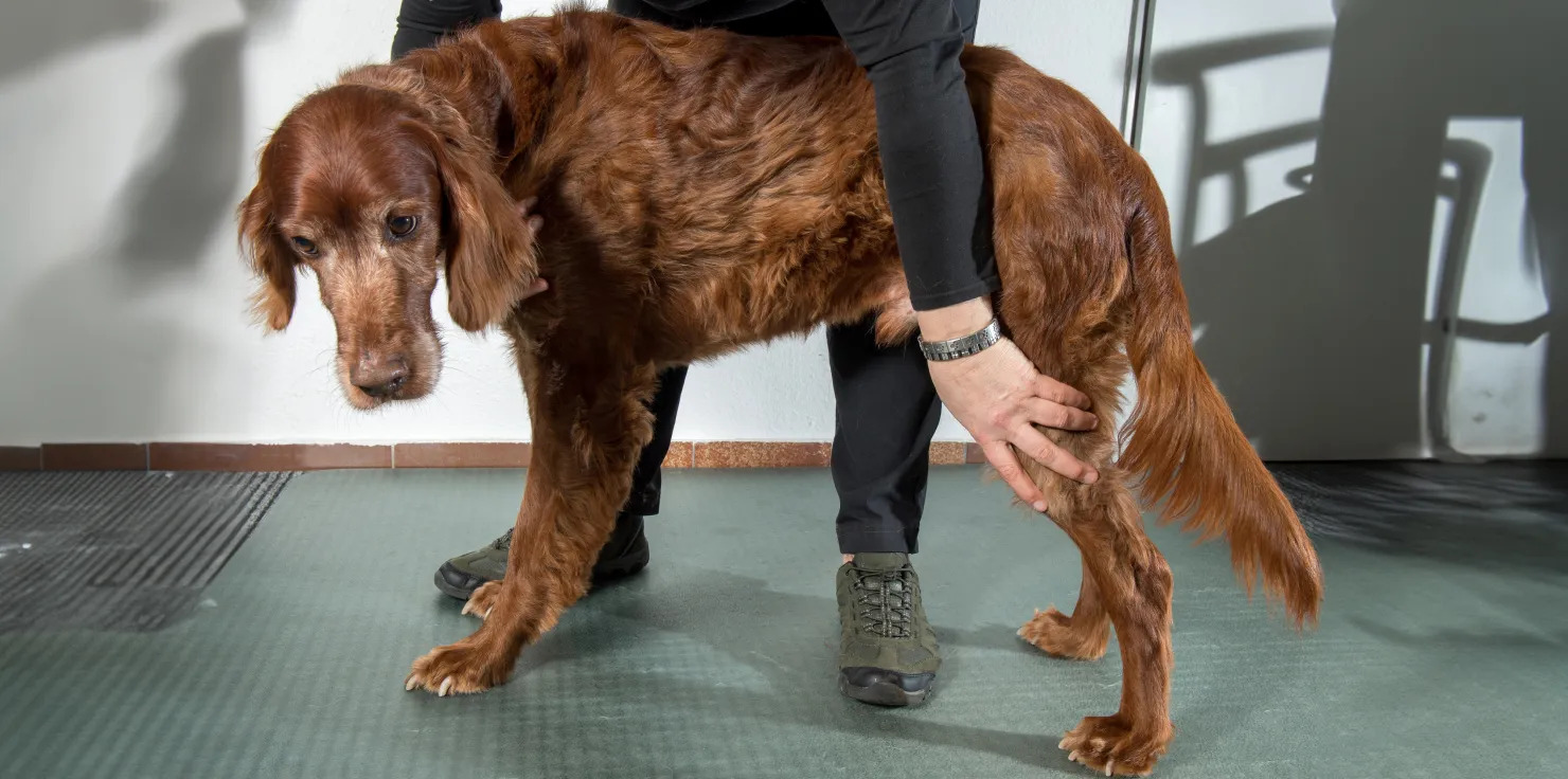 The Challenges of Aging Joints in Pets