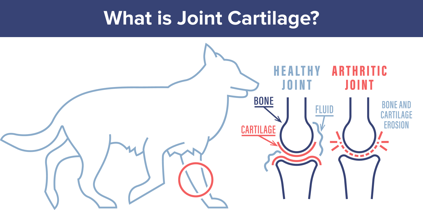 What is Joint Cartilage and Why is it Important_