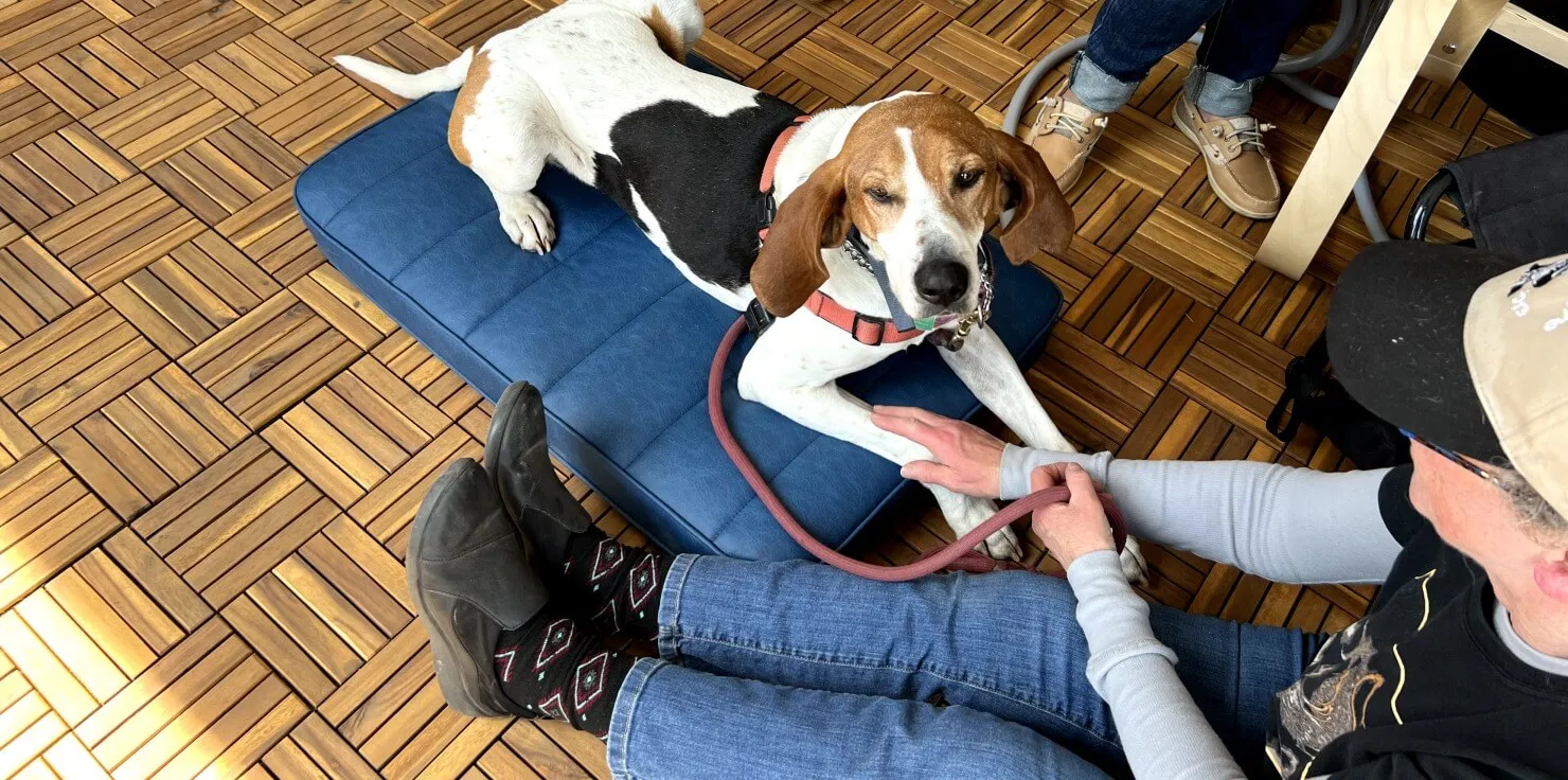 Veterinary Applications of PEMF: Safe and Non-Invasive Alternatives Operational Integration