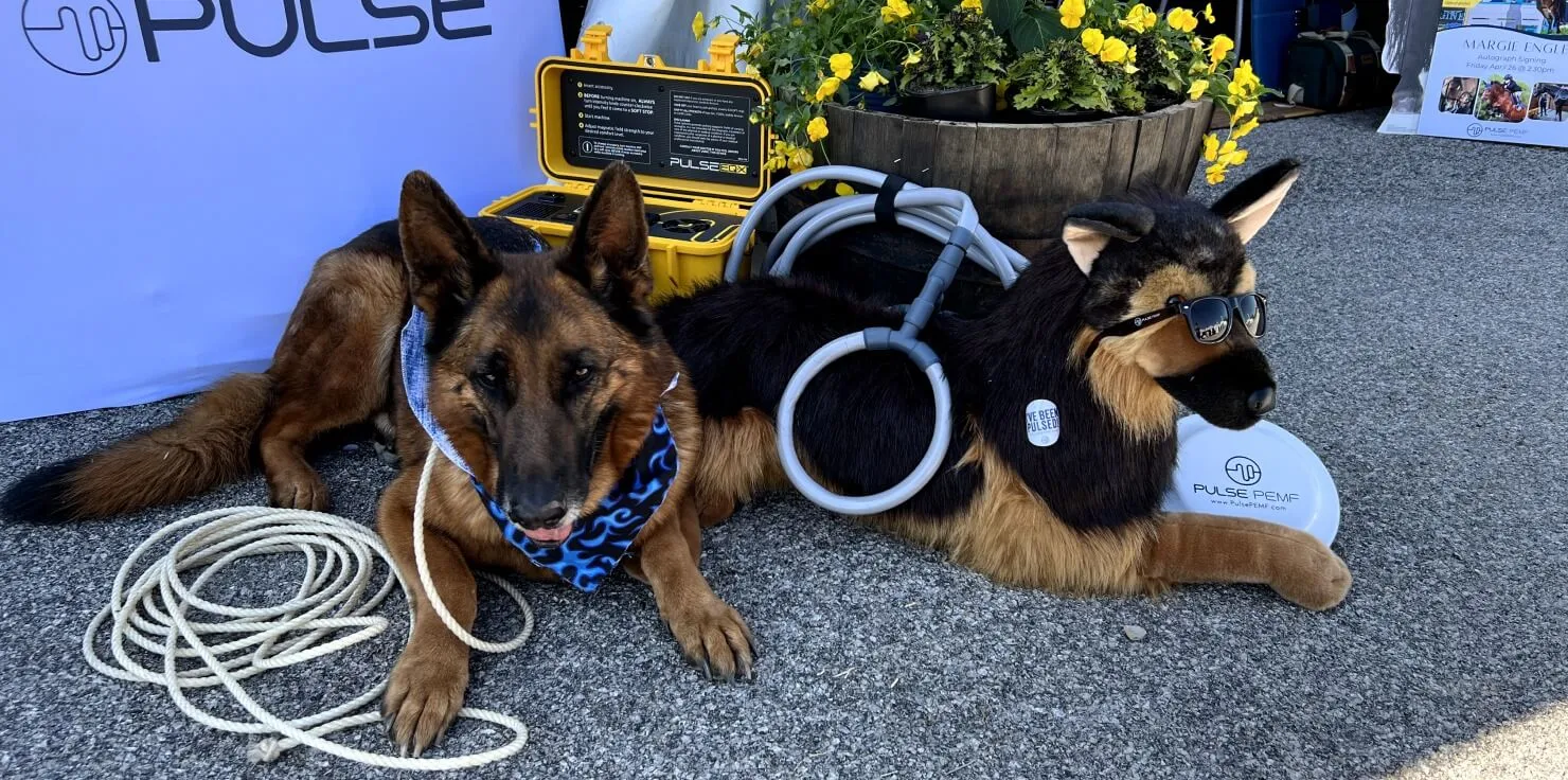 Veterinary Applications of PEMF: Safe and Non-Invasive Alternatives PEMF as a Safe and Non-Invasive Approach