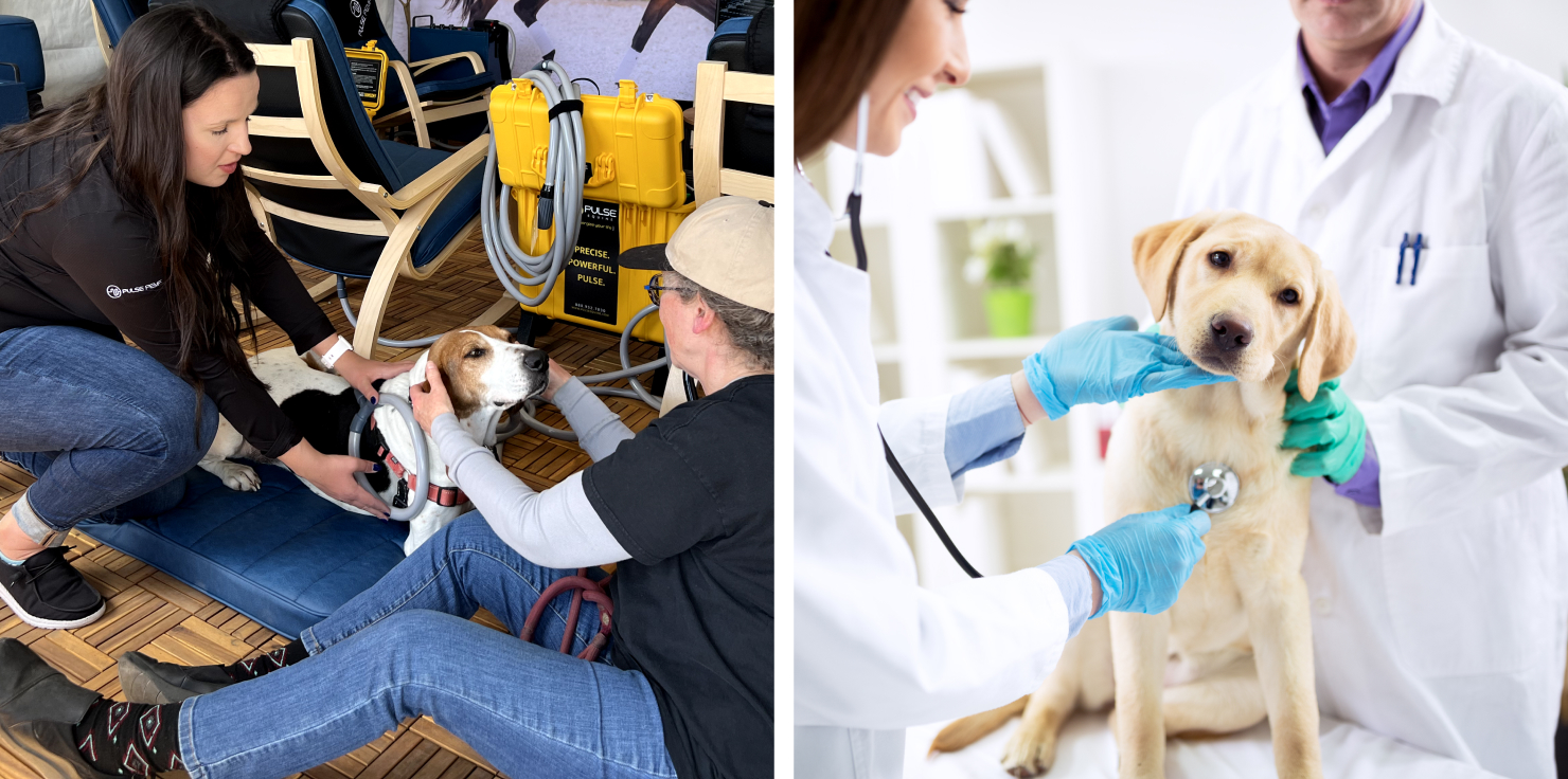 The Future of Veterinary Collaboration