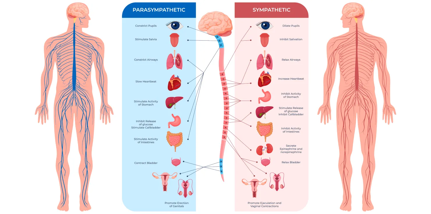 The Symphony of Your Nervous System
