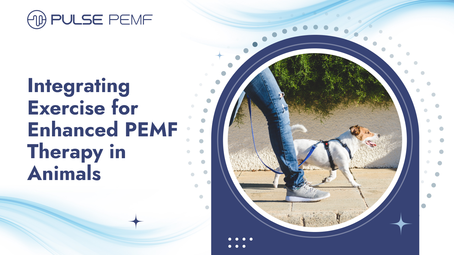 Integrating Exercise for Enhanced PEMF Therapy in Animals