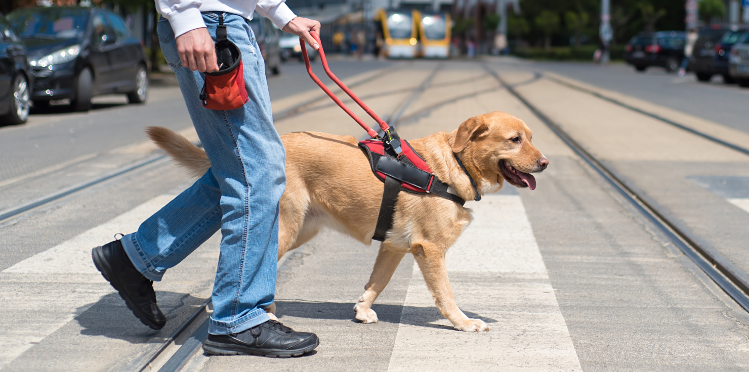 Long-Term Benefits for Service Animals