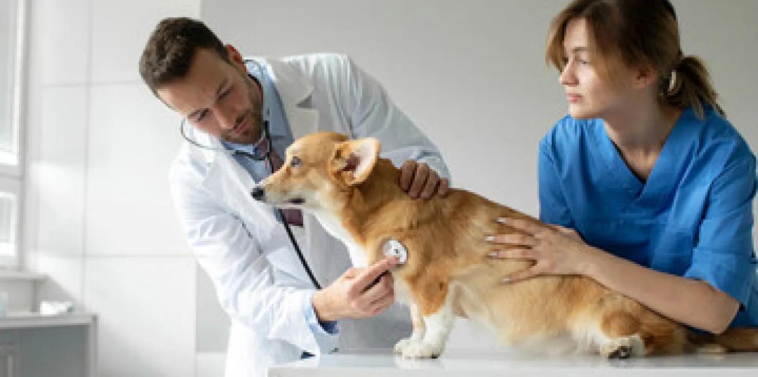 When to Seek Veterinary Advice