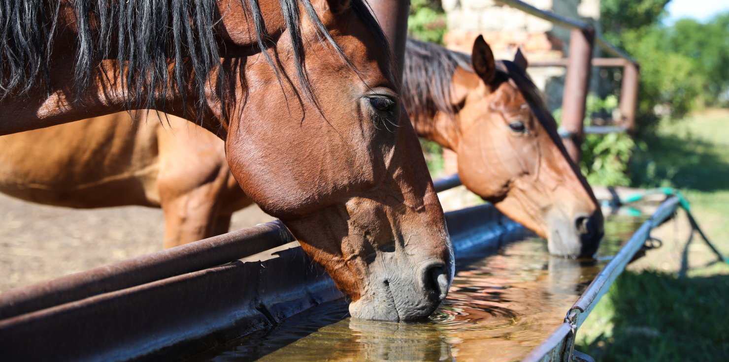 Proper Hydration