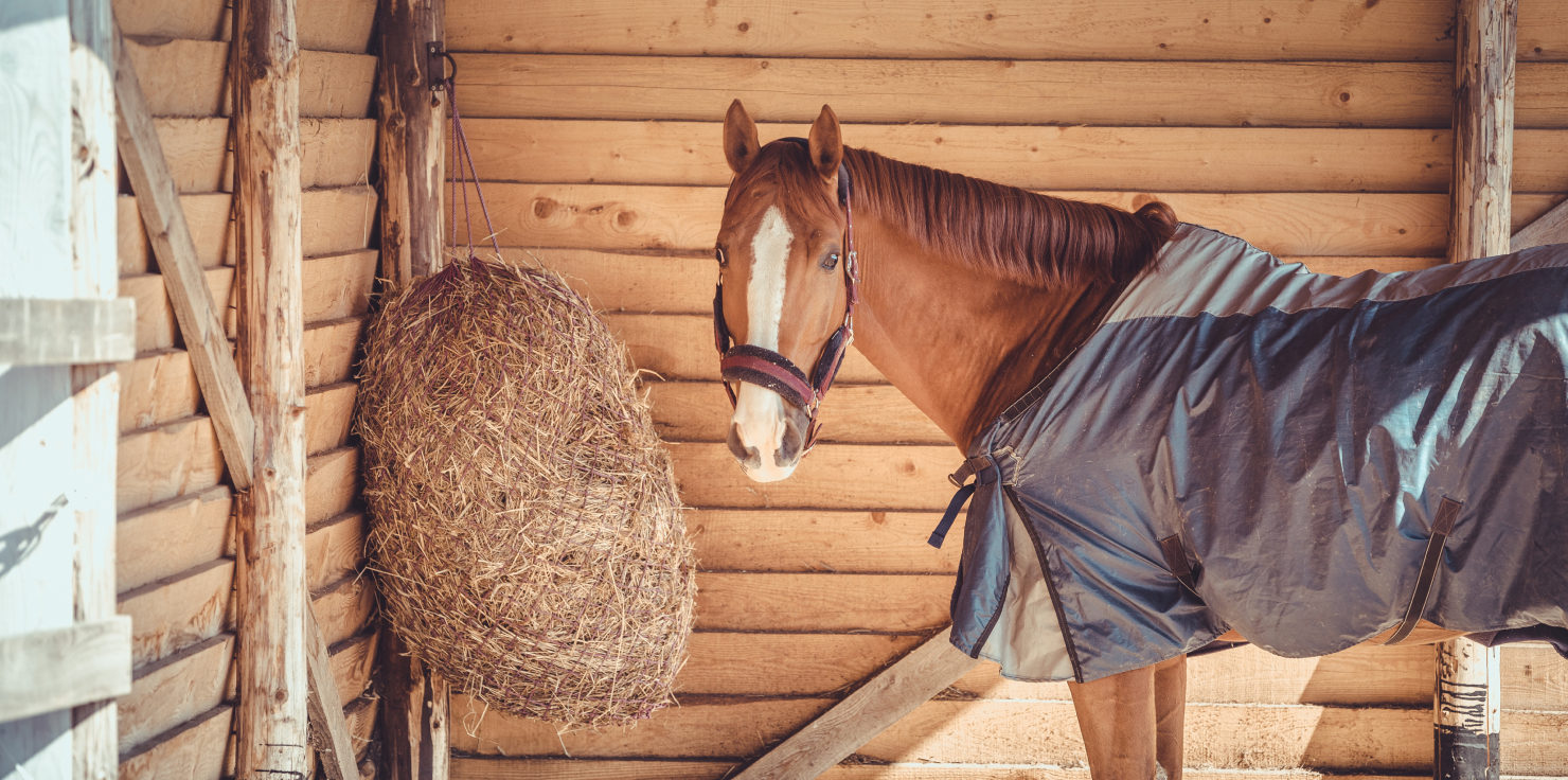 Shelter and Blanketing